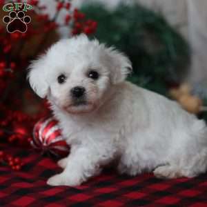 Timber, Bichon Frise Puppy